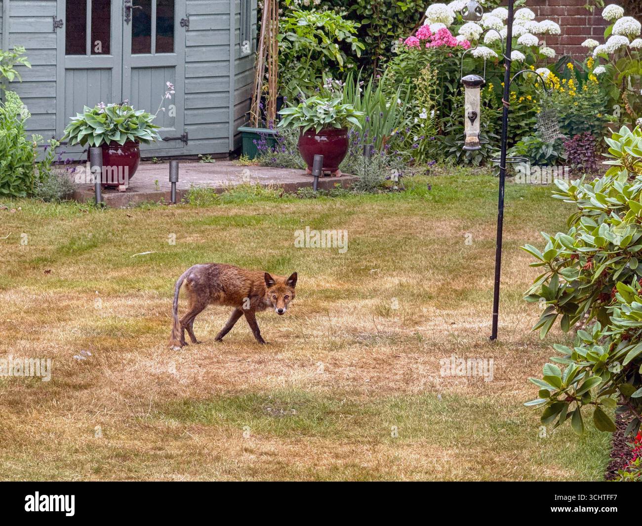 Gosport, Hampshire, Angleterre, Royaume-Uni - 28 juin 2025 : renard urbain sauvage sur la pelouse du jardin d'une maison à Gosport. Banque D'Images