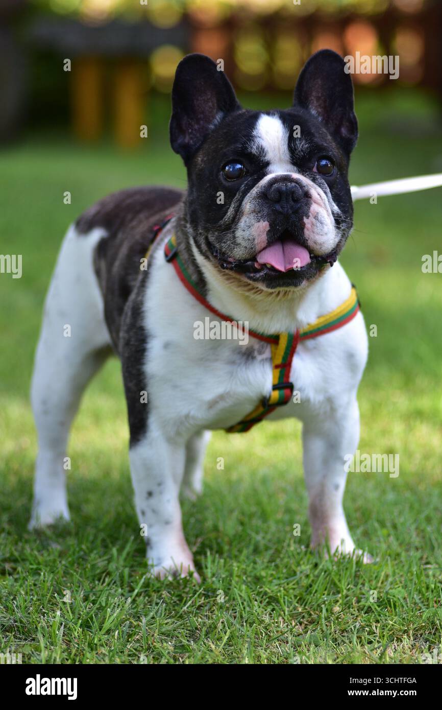 Bouledogue français avec manteau noir et blanc se dresse sur l'herbe verte portant un harnais coloré, langue dehors, profiter de l'air frais et des loisirs en plein air sur une guerre Banque D'Images