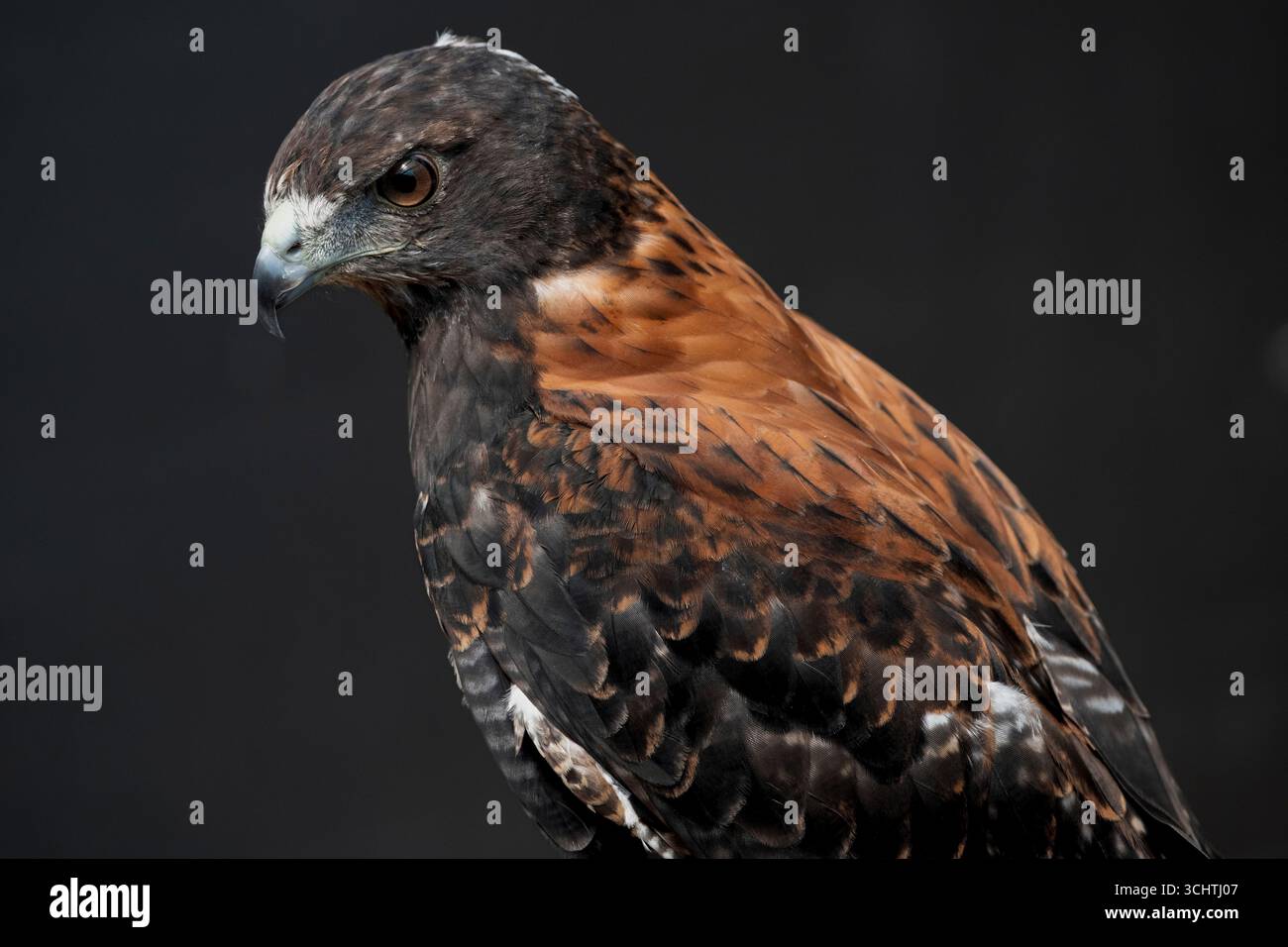 Le faucon variable (Geranoaetus polyosoma) est une espèce polymorphe d'oiseau de proie de la famille des Accipitridae Banque D'Images Le faucon variable (Geranoaetus polyosoma) est une espèce polymorphe d'oiseau de proie de la famille des Accipitridae Banque D'Images