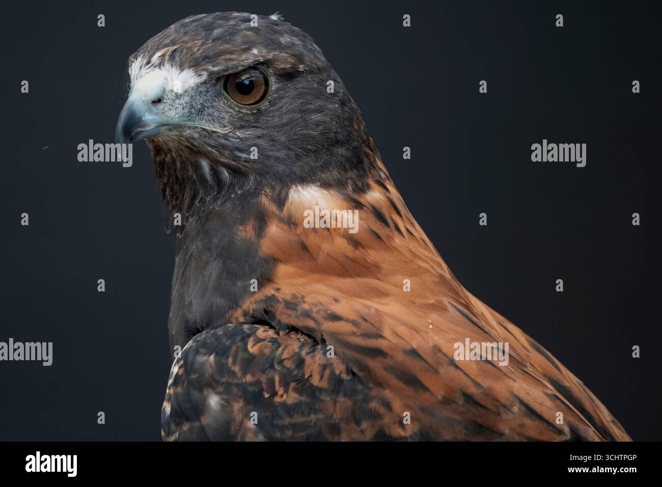 Le faucon variable (Geranoaetus polyosoma) est une espèce polymorphe d'oiseau de proie de la famille des Accipitridae. Banque D'Images