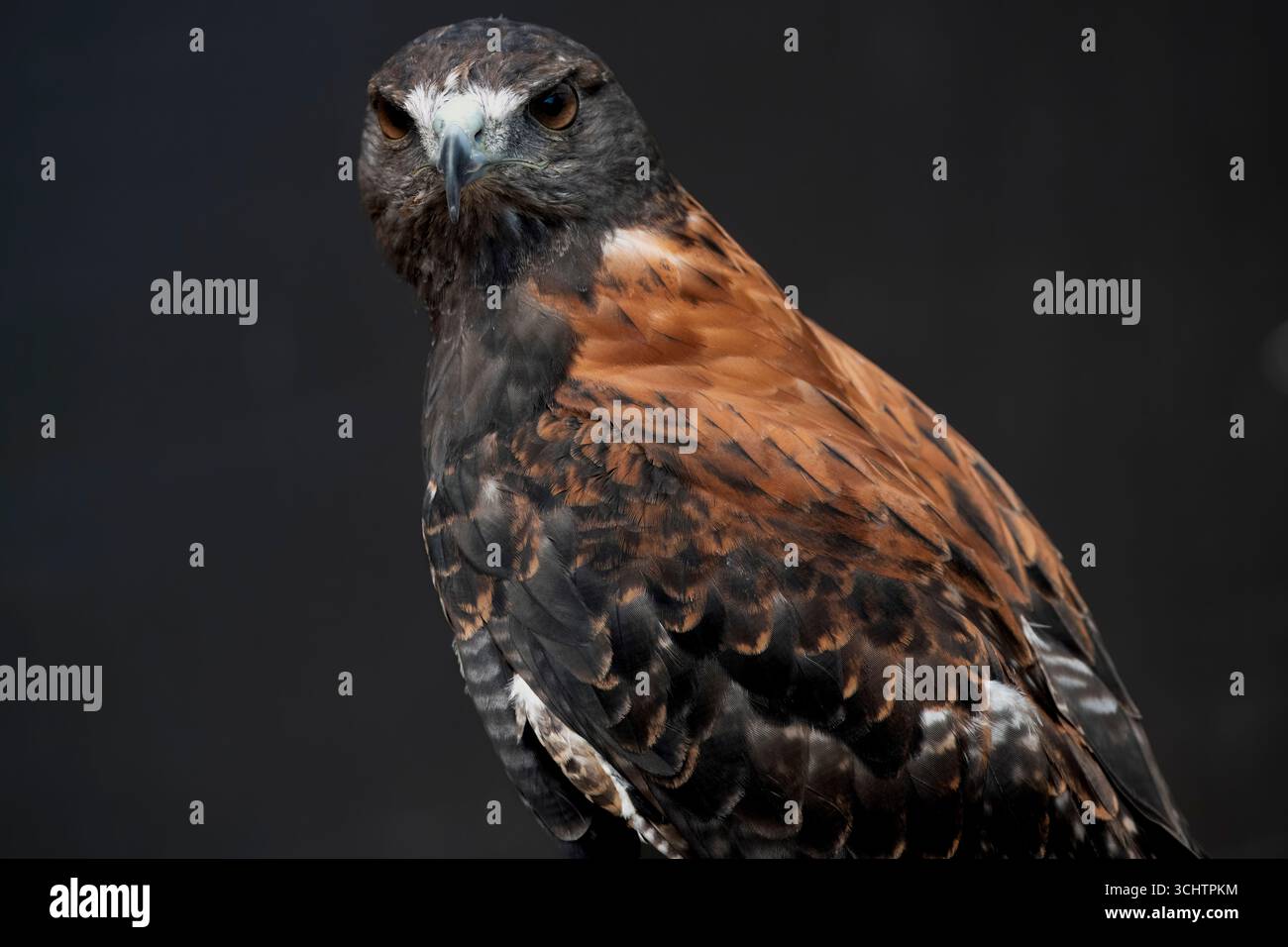Le faucon variable (Geranoaetus polyosoma) est une espèce polymorphe d'oiseau de proie de la famille des Accipitridae. Banque D'Images