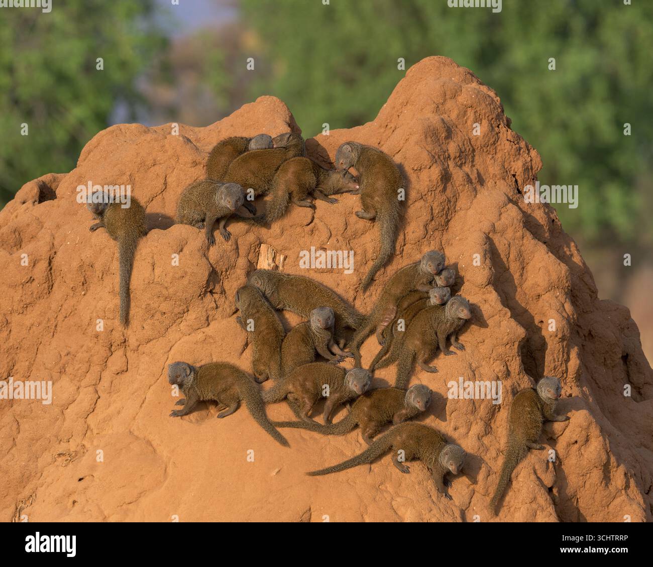 Les mangoustes naines (Helogale parvula) sur un mont terminant dans la réserve nationale de Samburu au Kenya Banque D'Images