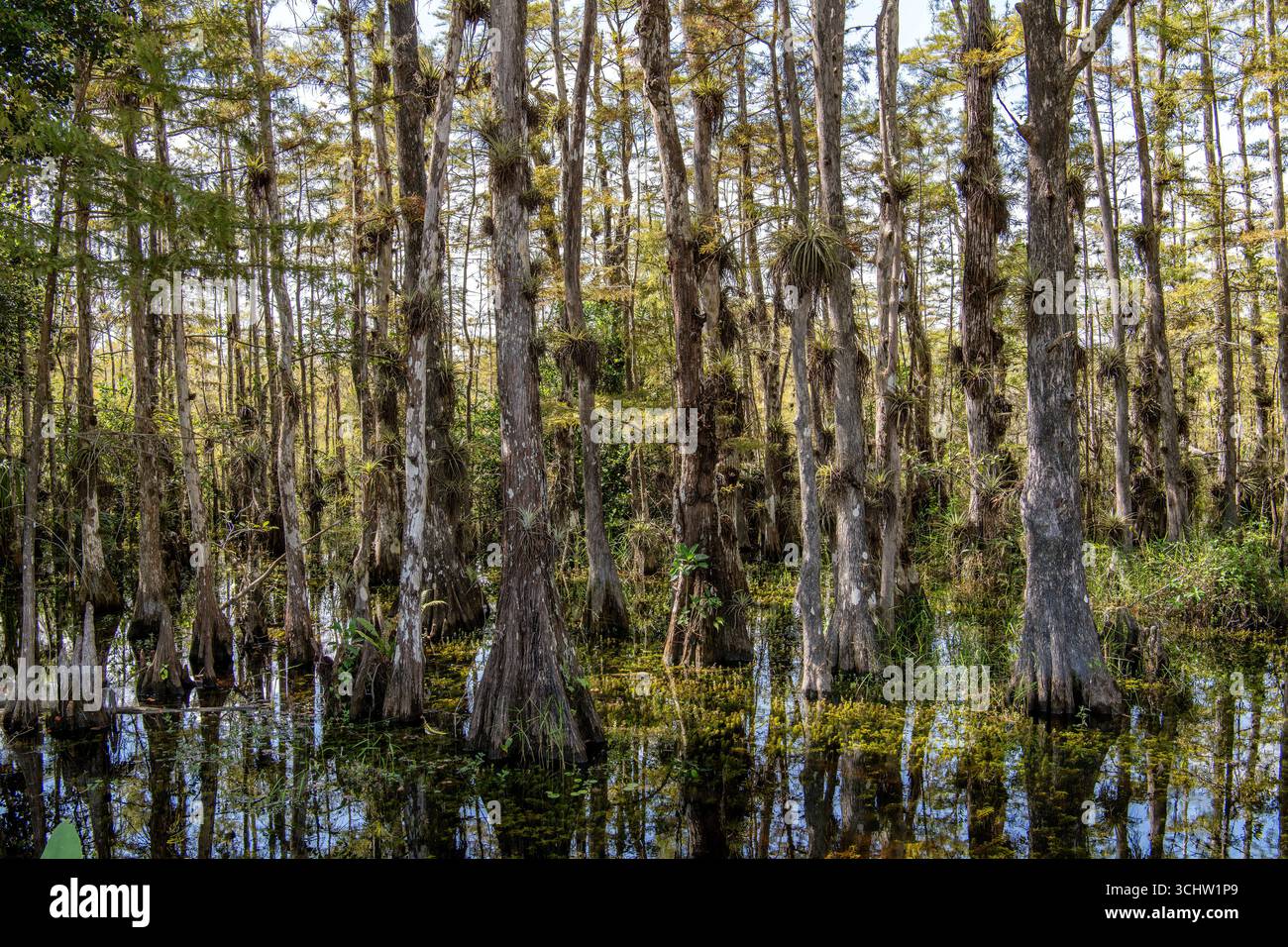 Big Cypress National Preserve, également connu sous le nom de Big Cypress, est une réserve nationale située dans le sud de la Floride, à la frontière du parc national des Everglades, au sud des États-Unis Banque D'Images Big Cypress National Preserve, également connu sous le nom de Big Cypress, est une réserve nationale située dans le sud de la Floride, à la frontière du parc national des Everglades, au sud des États-Unis Banque D'Images