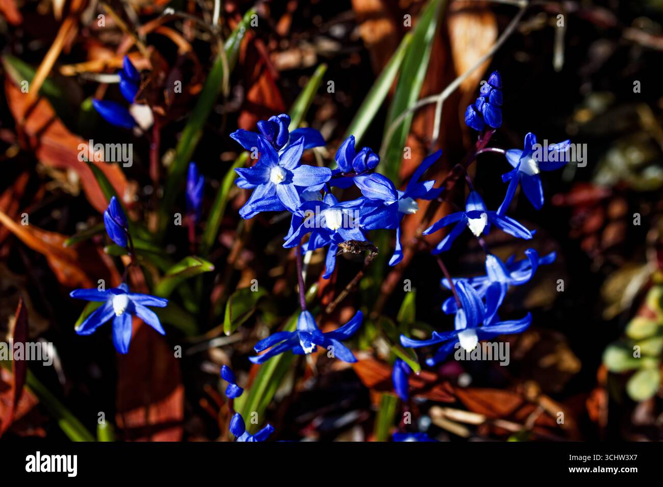 Scilla luciliae est une espèce de plante à fleurs de la famille des Asparagaceae. Il est désigné par les noms usuels de Bossier's Glory-of-the-Snow. Banque D'Images