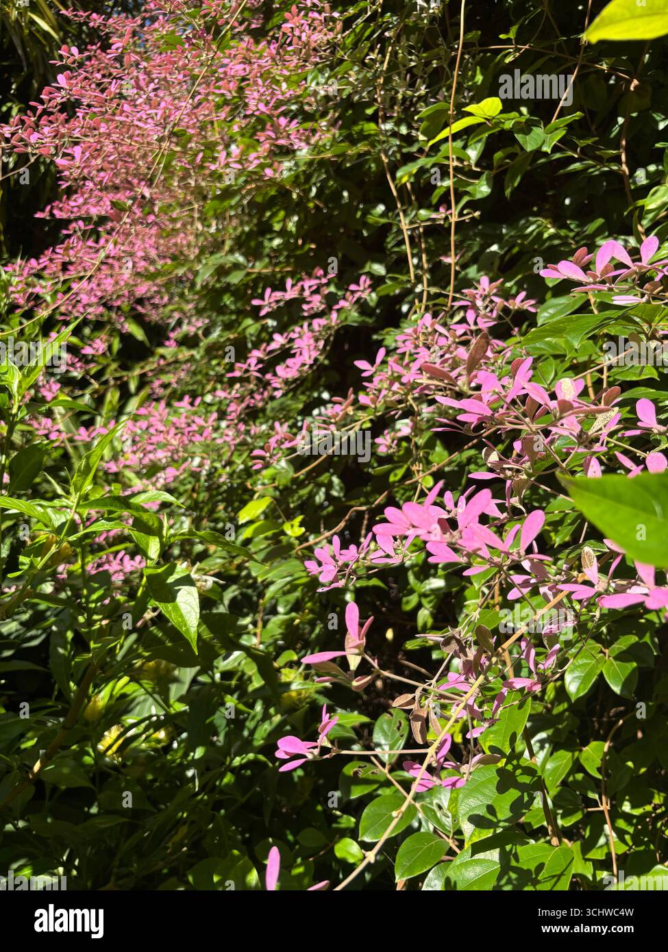 Grand buisson Woolly Congea (Congea tomentosa) dans les premiers stades de la floraison Banque D'Images