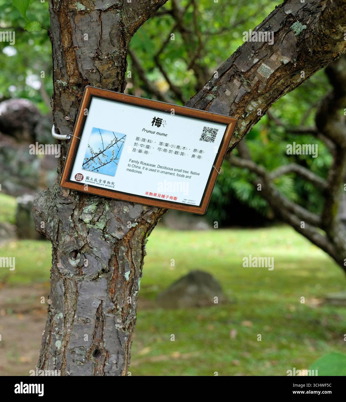 Carte d'identification végétale pour Prunus mume (prune chinoise) ; jardin Zhishan au Musée national du Palais à Taipei, Taiwan ; genre Prunus abricot. Banque D'Images