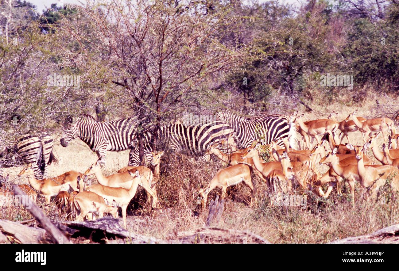Zèbres et Impalas dans le troupeau mixte, parc national Kruger, Afrique du Sud Banque D'Images