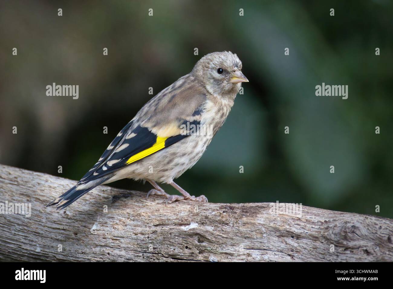 Un gros plan d'un juvénile orfèvre, Carduelis carduelis, perché sur une branche. Il n'a pas encore développé toutes les plumes brillantes Banque D'Images