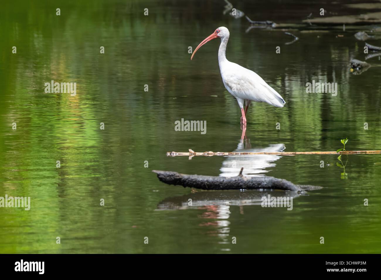 American White ibis () au jardin botanique Kanapaha à Gainesville, Floride. (ÉTATS-UNIS) Banque D'Images