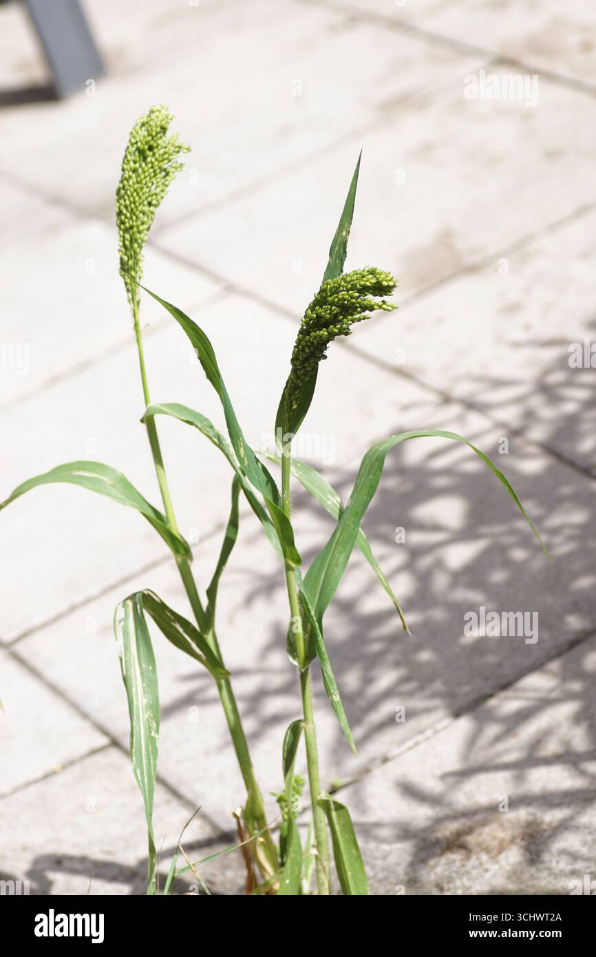 Panicules de millet proso, millet broomcorn, millet commun, panicum miliaceum. De graines d'oiseau près des tuiles d'un patio. Septembre, pays-Bas Banque D'Images