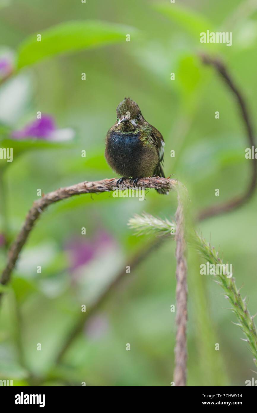 Fil femelle perché crêpé queue d'épine (Discosura popelairii) Banque D'Images