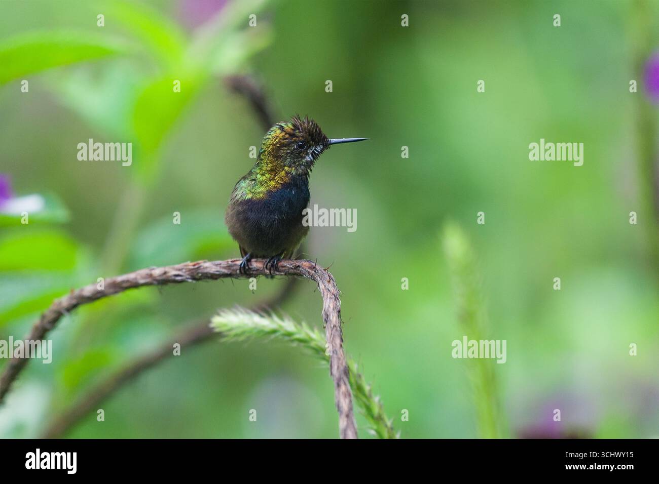 Fil femelle perché crêpé queue d'épine (Discosura popelairii) Banque D'Images