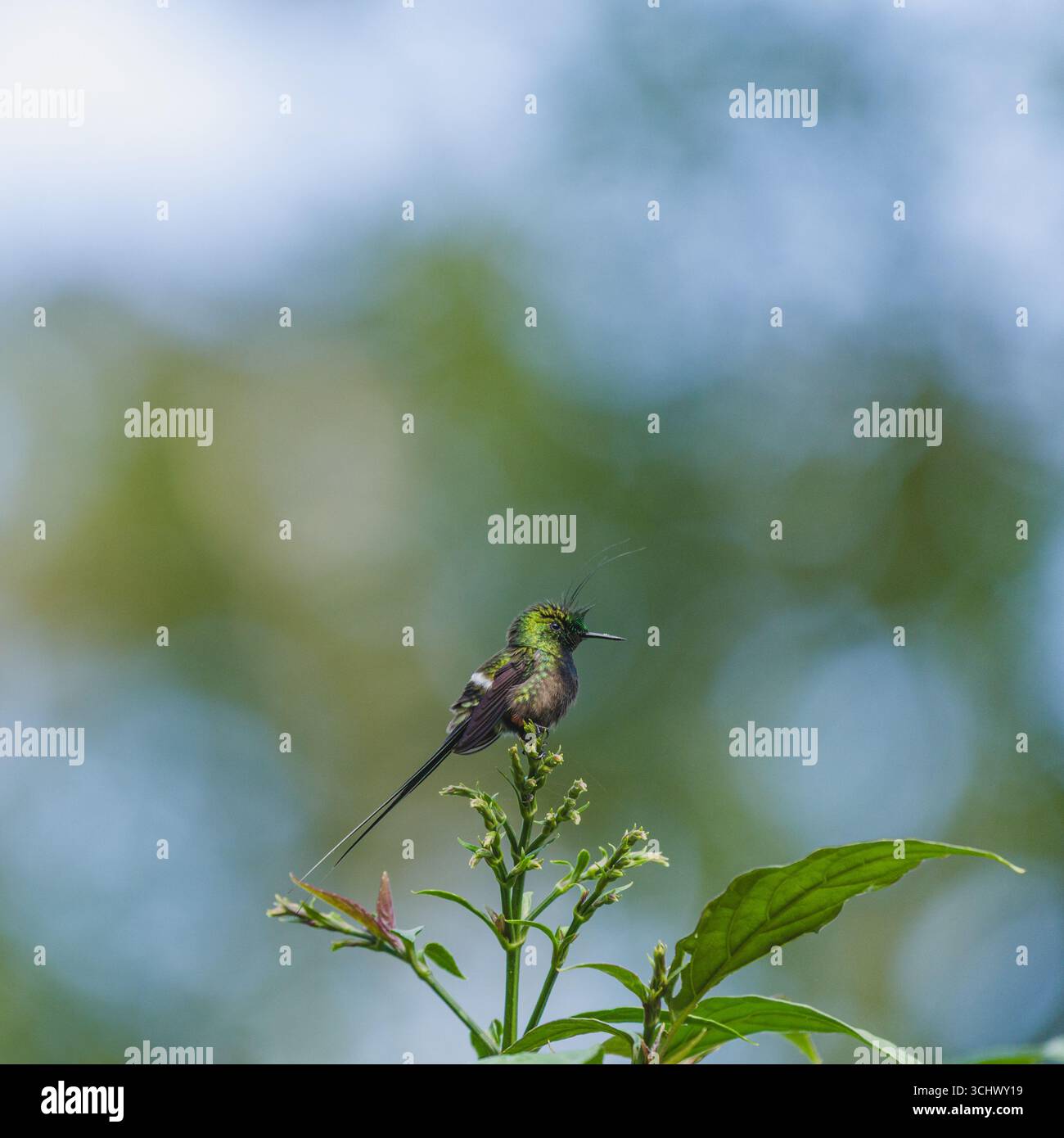 Queue d'épine perchée à crête de fil mâle (Discosura popelairii) Banque D'Images