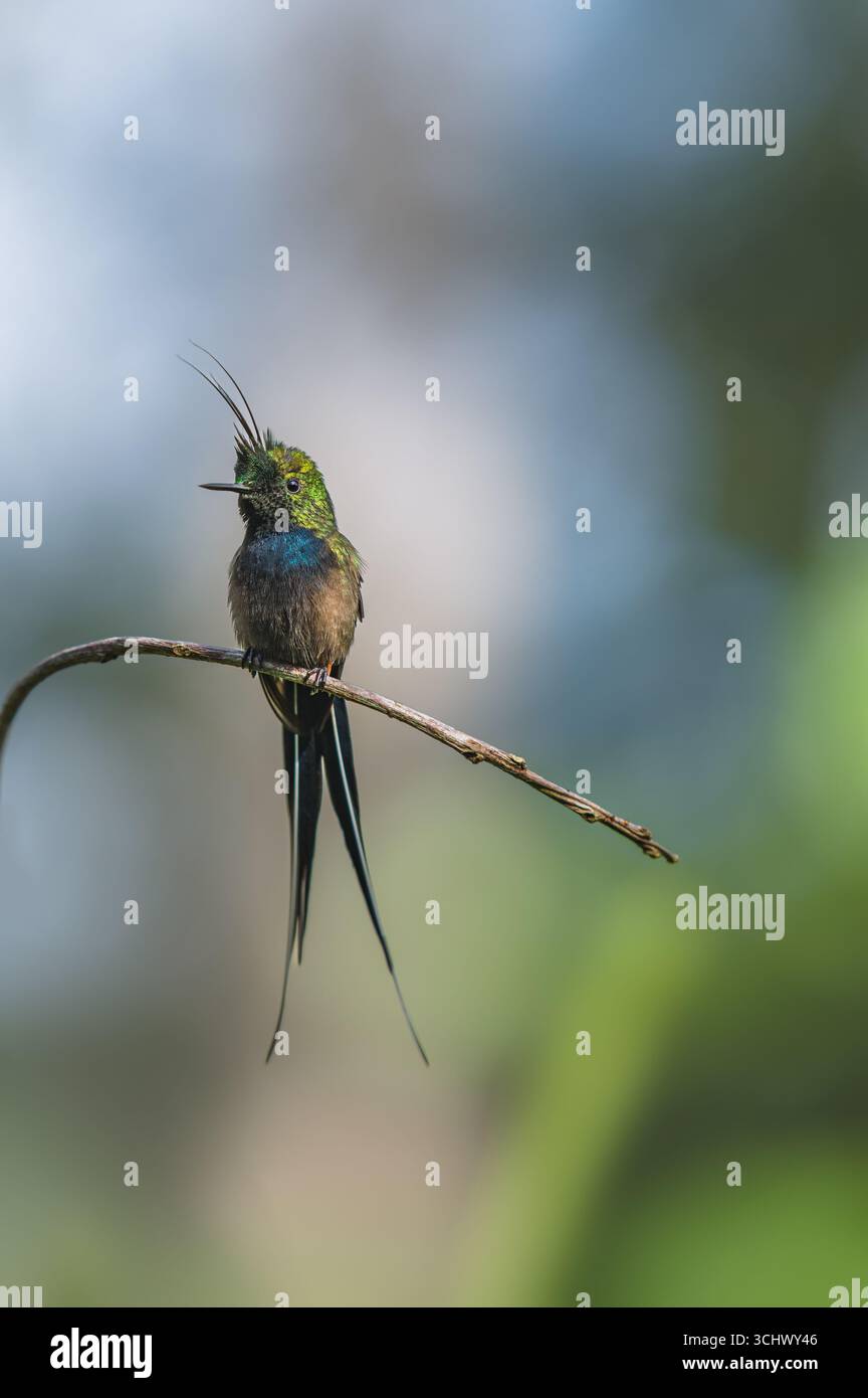 Portrait de queue d'épine à crête de fil mâle (Discosura popelairii) Banque D'Images