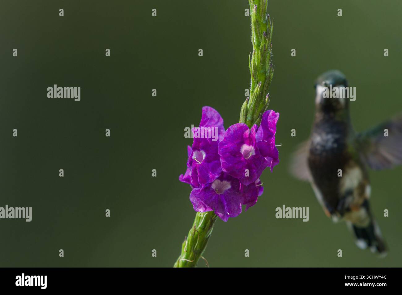 Stachytarpheta frantzii avec colibri flou en arrière-plan Banque D'Images