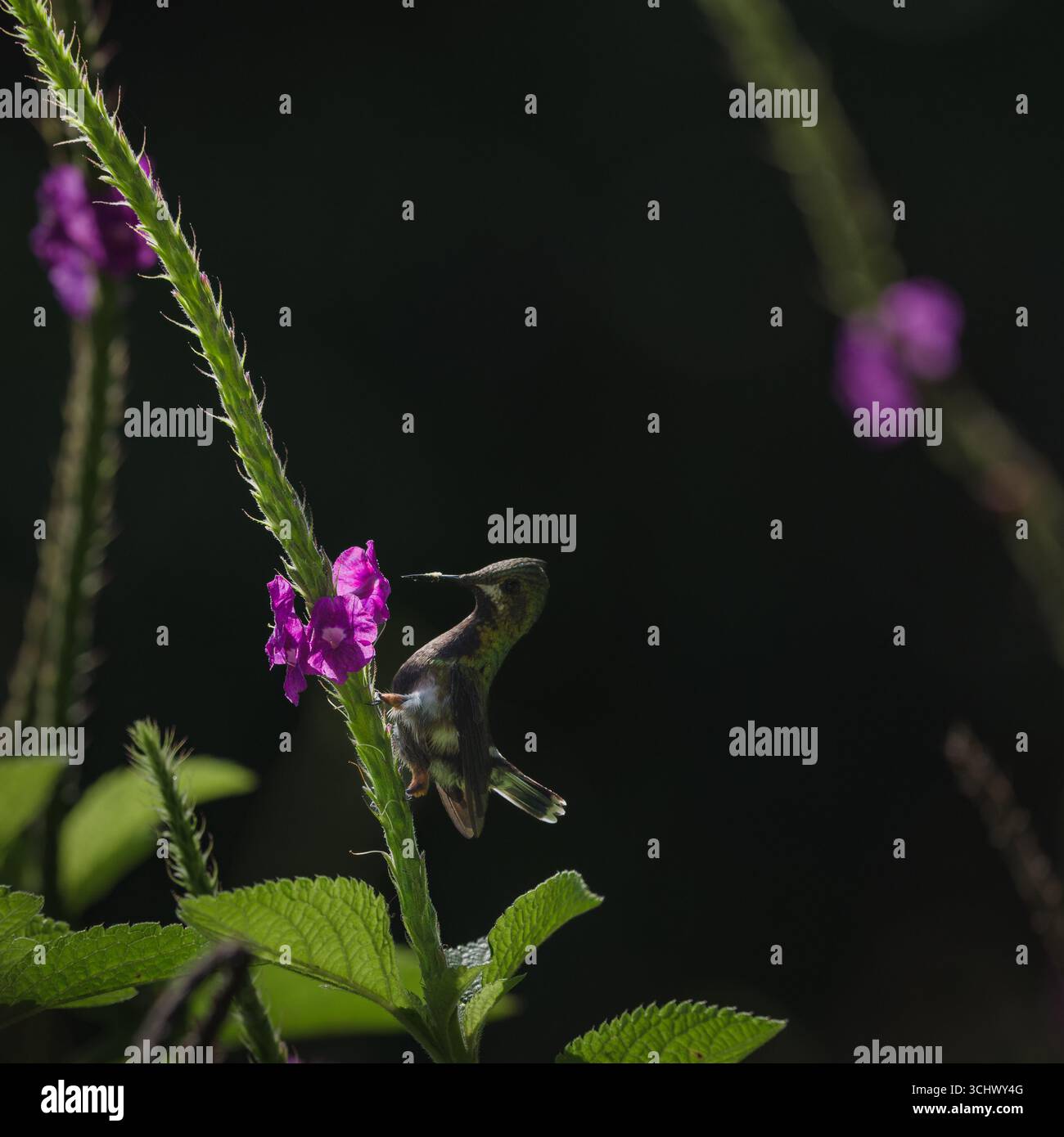 Queue d'épine à crête métallique sur fleur avec rétro-éclairage Banque D'Images