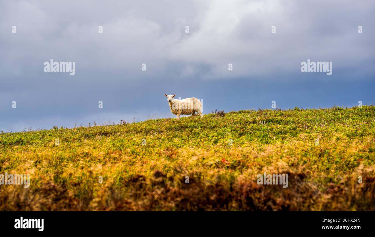 Mouton solitaire debout sur une colline herbeuse sous un ciel orageux spectaculaire dans un paysage rural de campagne Banque D'Images