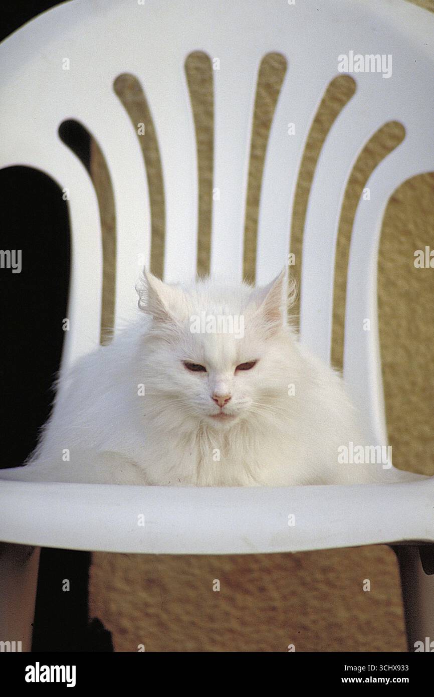 Chat blanc sur une chaise de jardin blanche, Toscane, Italie Banque D'Images
