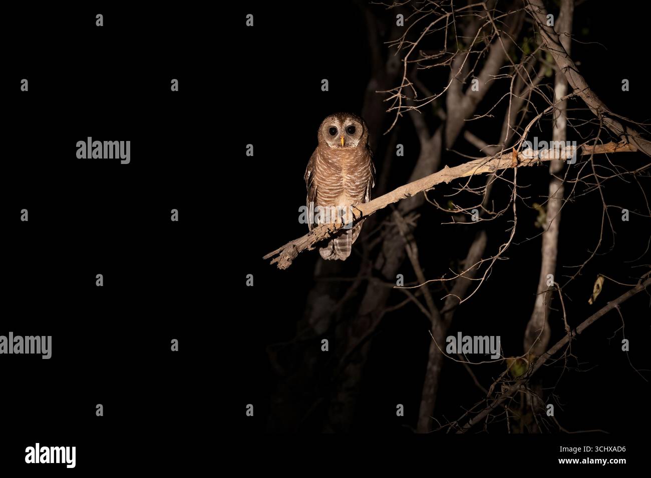 Hibou africain assis sur une branche - photo de nuit - South Luangwa Nationalpark, Zambie, Afrique australe Banque D'Images
