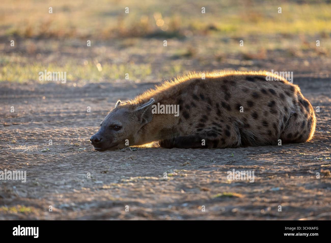 Une seule hyène tachetée se trouve sur le sol dans le contre-jour, halo de lumière - South Luangwa Nationalpark, Zambie, Afrique australe Banque D'Images
