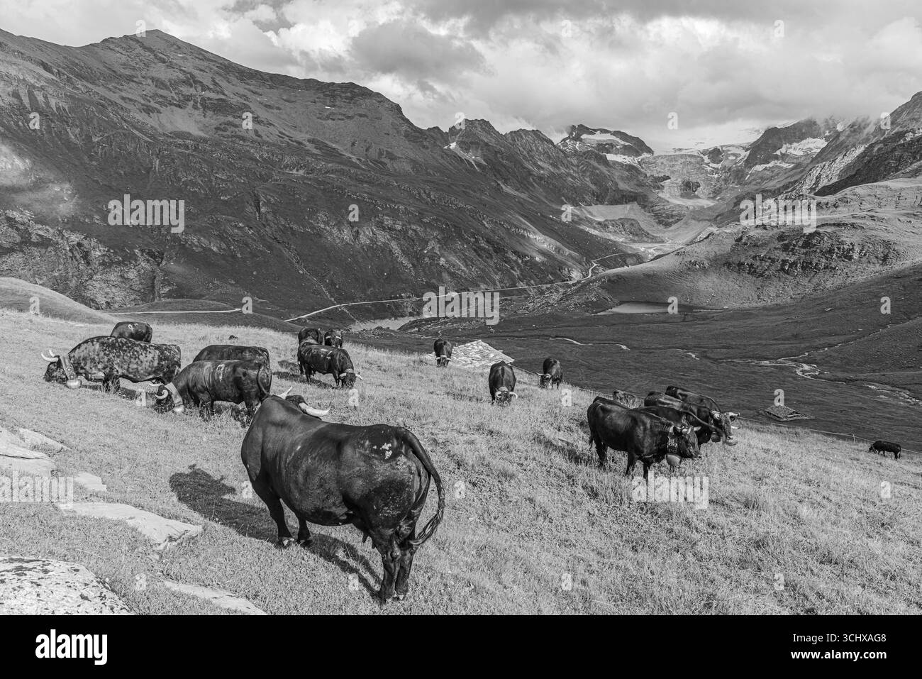 Vaches en pâturage sur un pré alpin, photographie en noir et blanc, au-dessus de Grimentz, avec le glacier de Moiry en arrière-plan, Val d'Anniviers, Alpes valaisannes, Banque D'Images