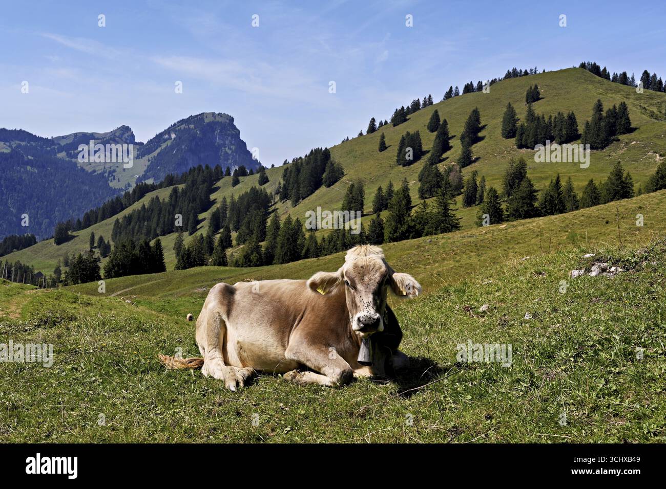 Bovins suisses bruns, vache assise dans un pré sur une alpe, derrière le petit et le grand Aubrig, Innerthal, Canton, Schwyz, Suisse Banque D'Images