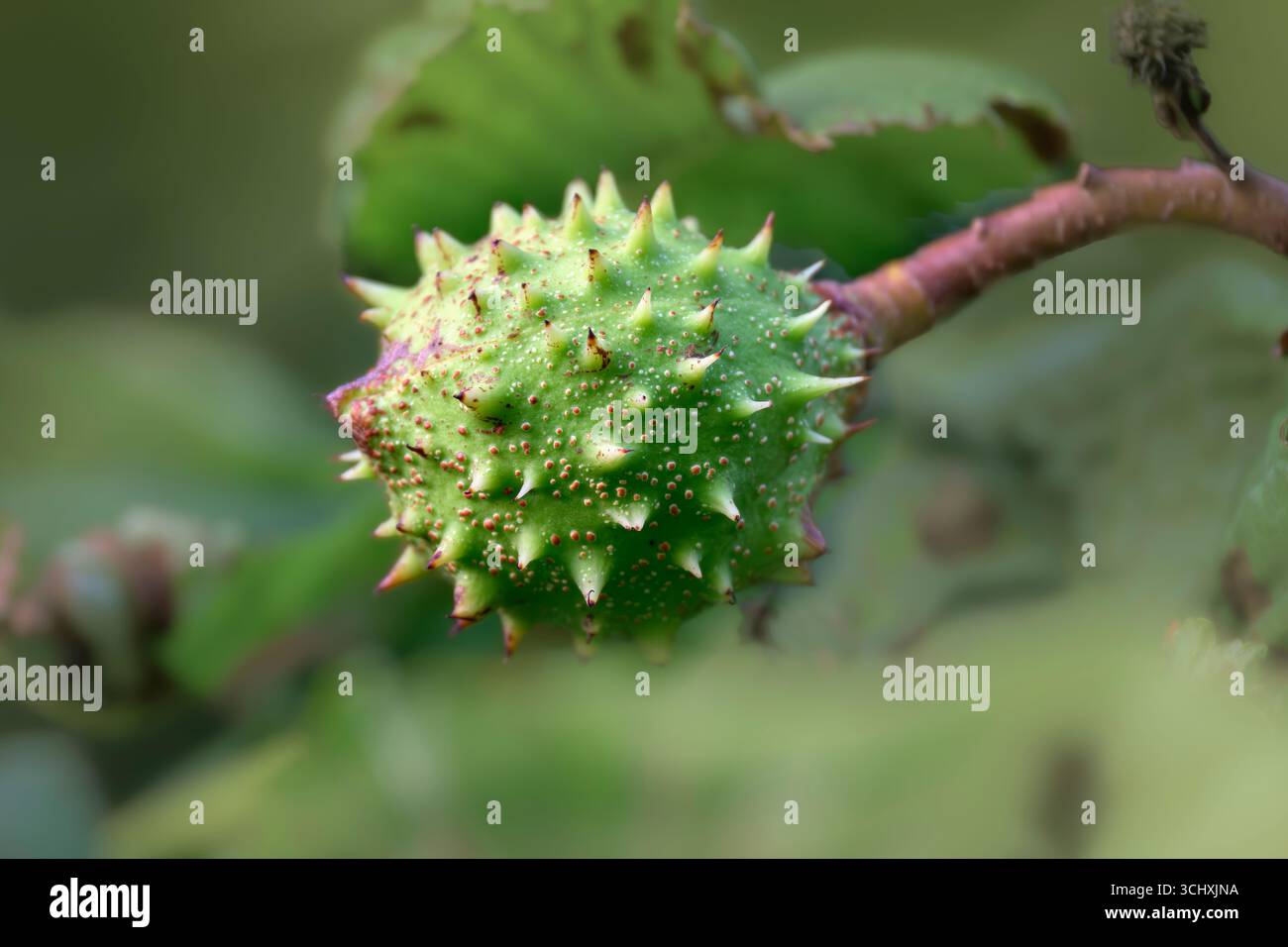 Fruit vert épineux de Horse Chestnut Tree en été à Bristol Banque D'Images