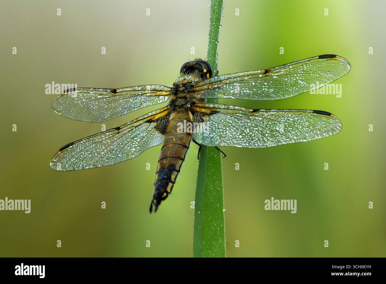Dew a couvert quatre libellules Chaser Spotted sur roseau, prises tôt le matin peu après le lever du soleil sur les niveaux Somerset Banque D'Images