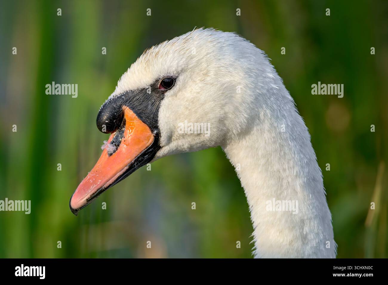Portrait de tête de cygne muet pris à Somerset, Royaume-Uni en été Banque D'Images