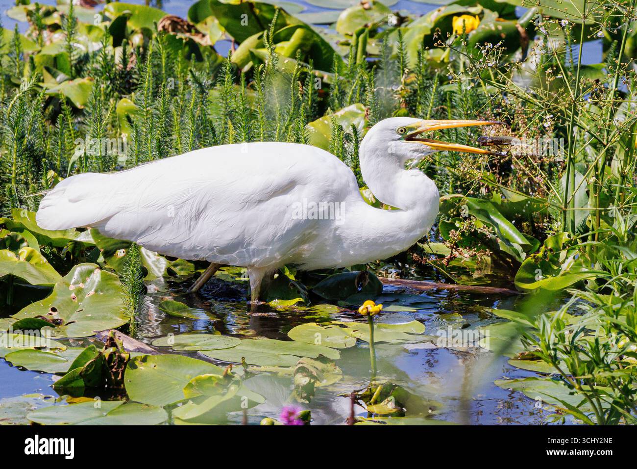 Grande aigrette, Grande aigrette blanche (Egretta alba, Casmerodius albus, Ardea alba), mangeant de grands têtards de grenouille de lac sur la rive du lac, entre le nénuphar le Banque D'Images