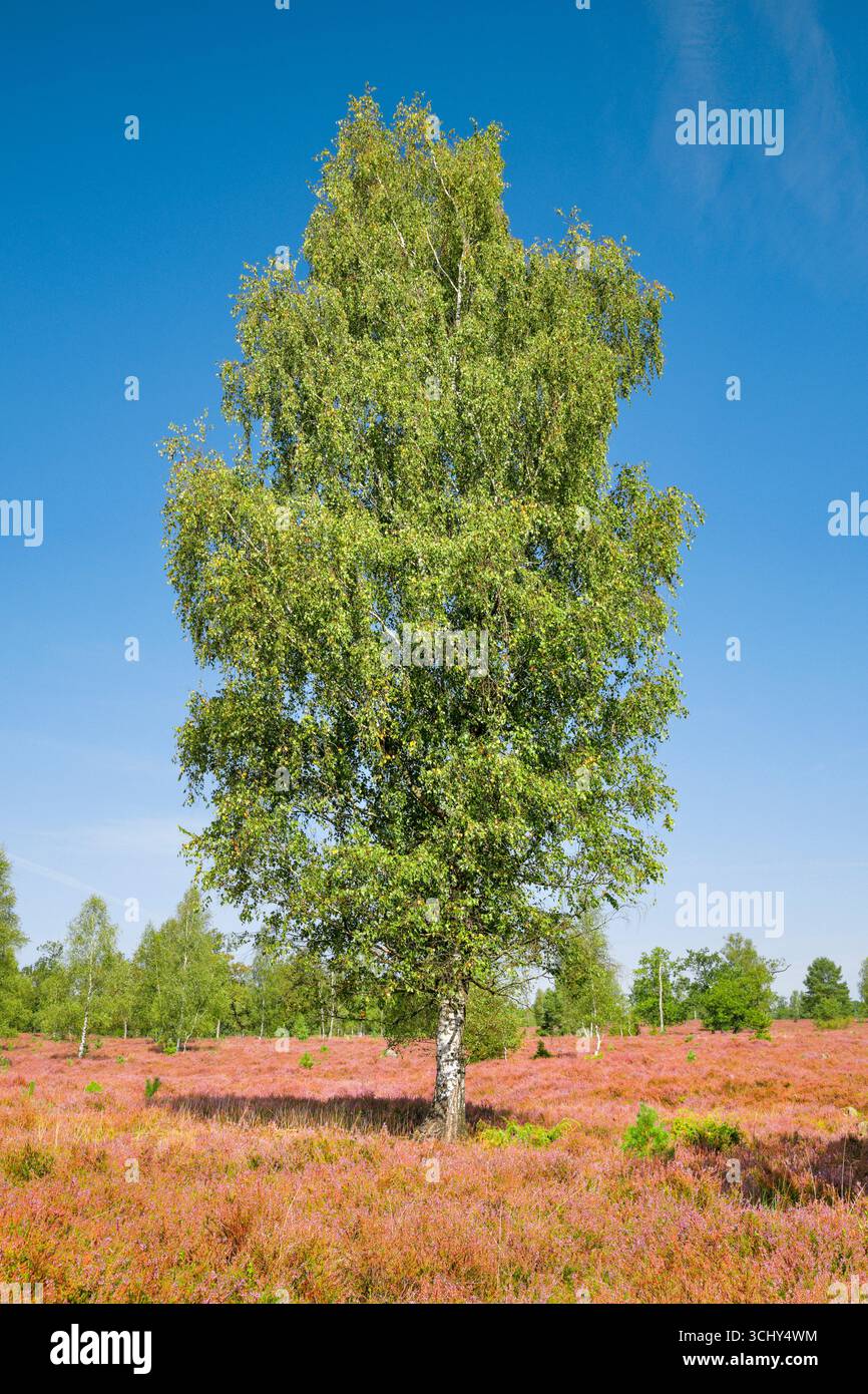 Bouleau commun, bouleau argenté, bouleau blanc européen, bouleau blanc (Betula pendula, Betula alba, Betula verrucosa), grand bouleau dans la floraison de Lueneburg H. Banque D'Images