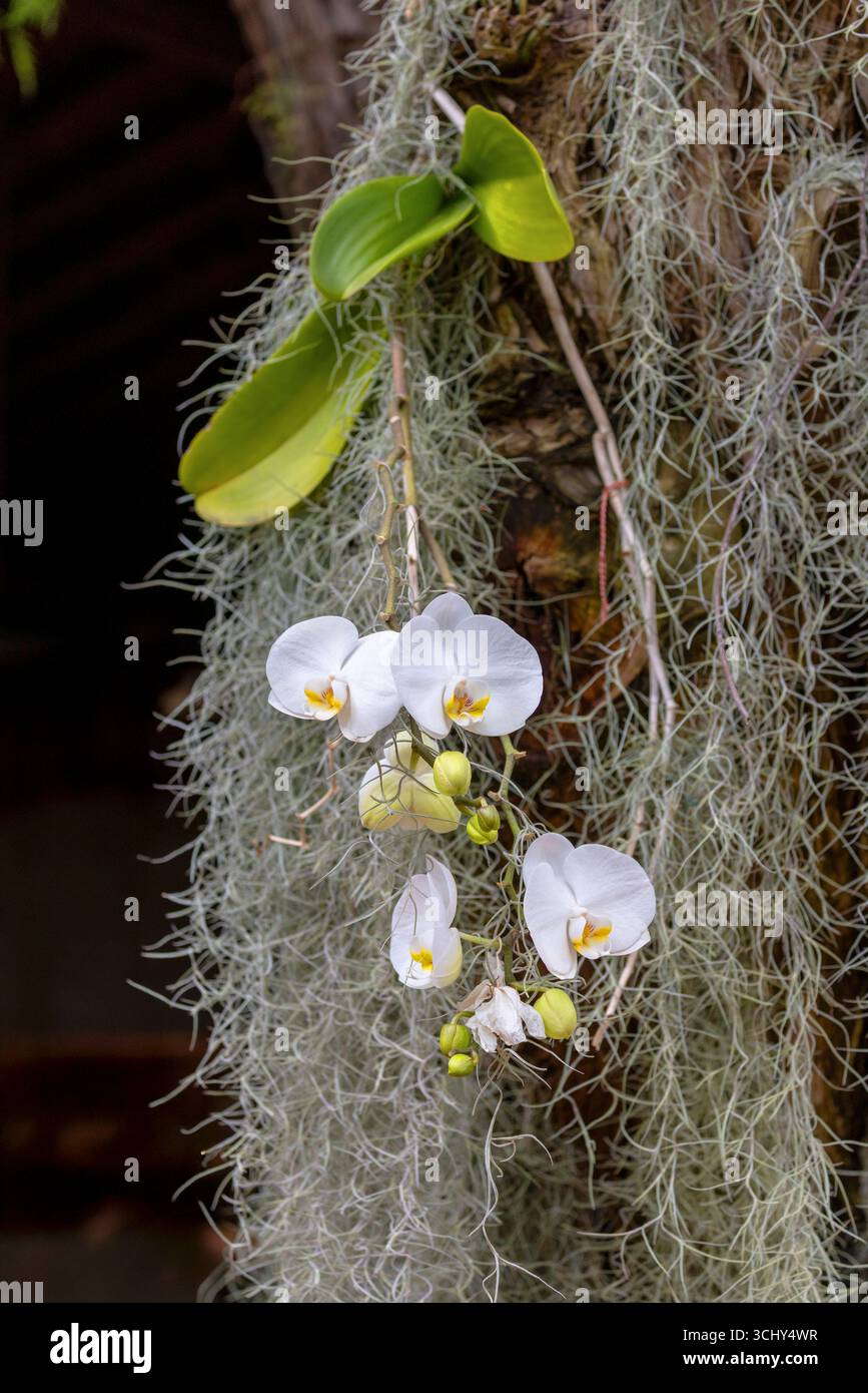 Orchidée miteuse (Phalaenopsis aphrodite), floraison, îles Canaries, Fuerteventura Banque D'Images