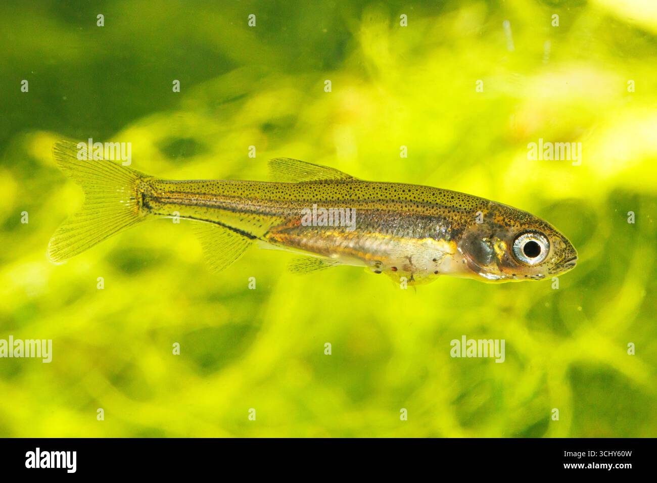 Perlat européen Rutilus meidingeri, juvénile, avec poux parasitaires Banque D'Images