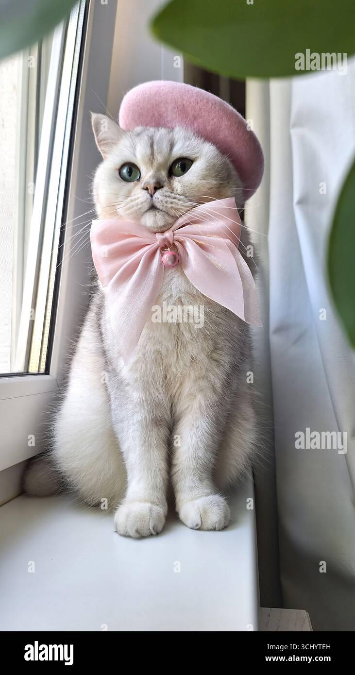 Adorable chat en béret rose et arc assis près de la fenêtre Banque D'Images