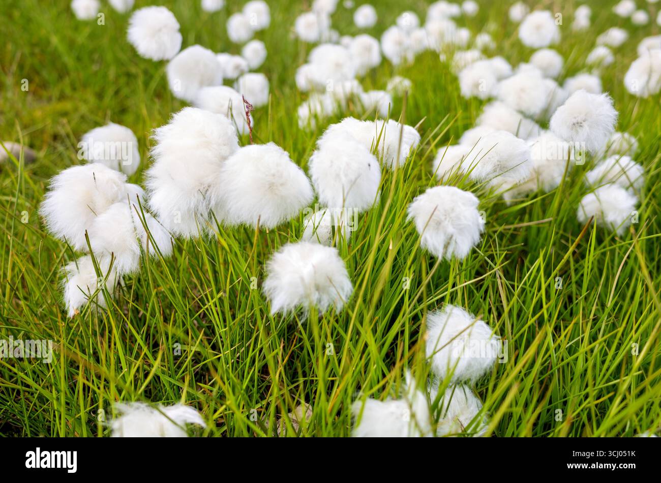 Herbe de coton dans le champ Longyearbyen Svalbard Norvège // LONGYEARBYEN, Svalbard — L'herbe de coton (Eriophorum) fleurit dans un champ à Longyearbyen, le plus grand établissement et centre administratif du Svalbard, Norvège. Cette plante arctique se caractérise par ses têtes de graines moelleuses et blanches, qui sont adaptées à la dispersion par le vent. Svalbard est un archipel situé dans l'océan Arctique, au nord de l'Europe continentale, et est connu pour son paysage unique de toundra et sa faune. La flore de la région, y compris l'herbe de coton, est adaptée au climat arctique rigoureux, avec des saisons de croissance courtes et du pergélisol. Banque D'Images