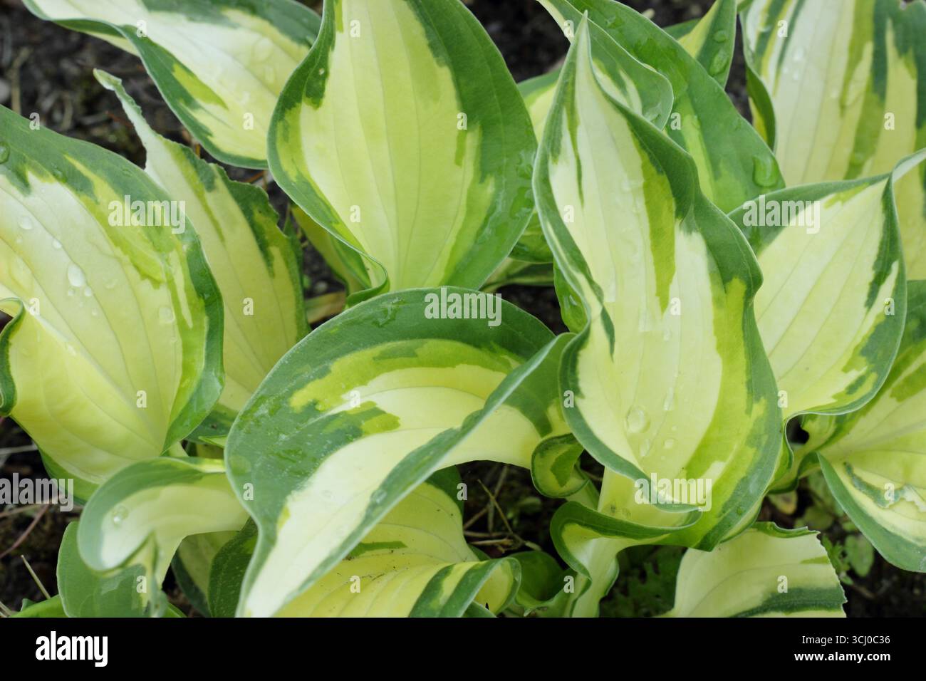 Bonbons de Noël Hosta. Feuilles de crème vertes frappantes frangées de Hardy Hosta Christmas Candy, un lis plantain au printemps. ROYAUME-UNI Banque D'Images