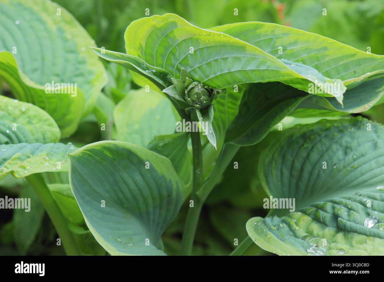 Hosta Samurai. Feuilles vertes bleues denses avec une bande centrale de rustique Hosta Samurai, un lis plantain. ROYAUME-UNI Banque D'Images
