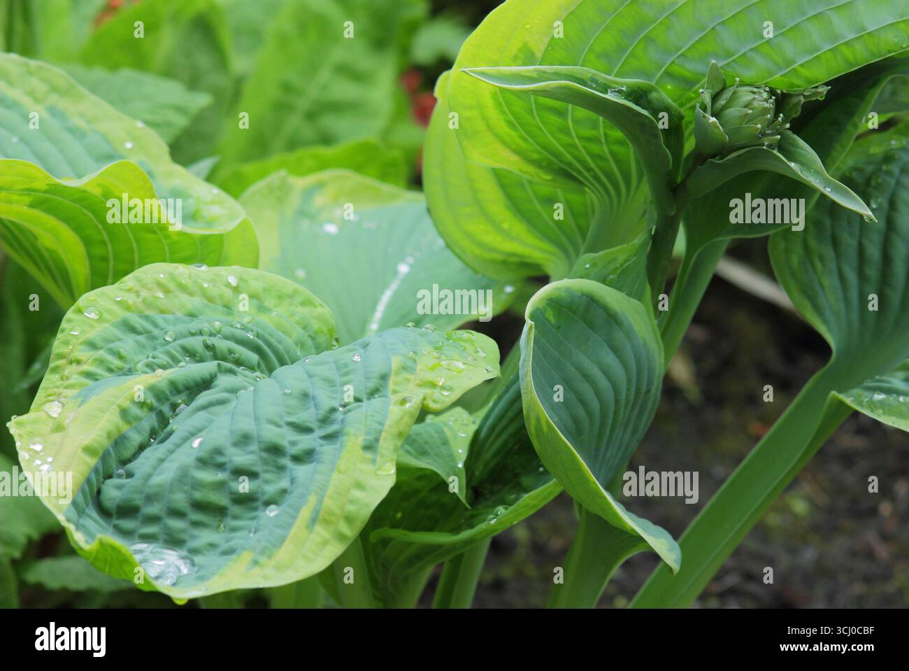 Hosta Samurai. Feuilles vertes bleues denses avec une bande centrale de rustique Hosta Samurai, un lis plantain. ROYAUME-UNI Banque D'Images