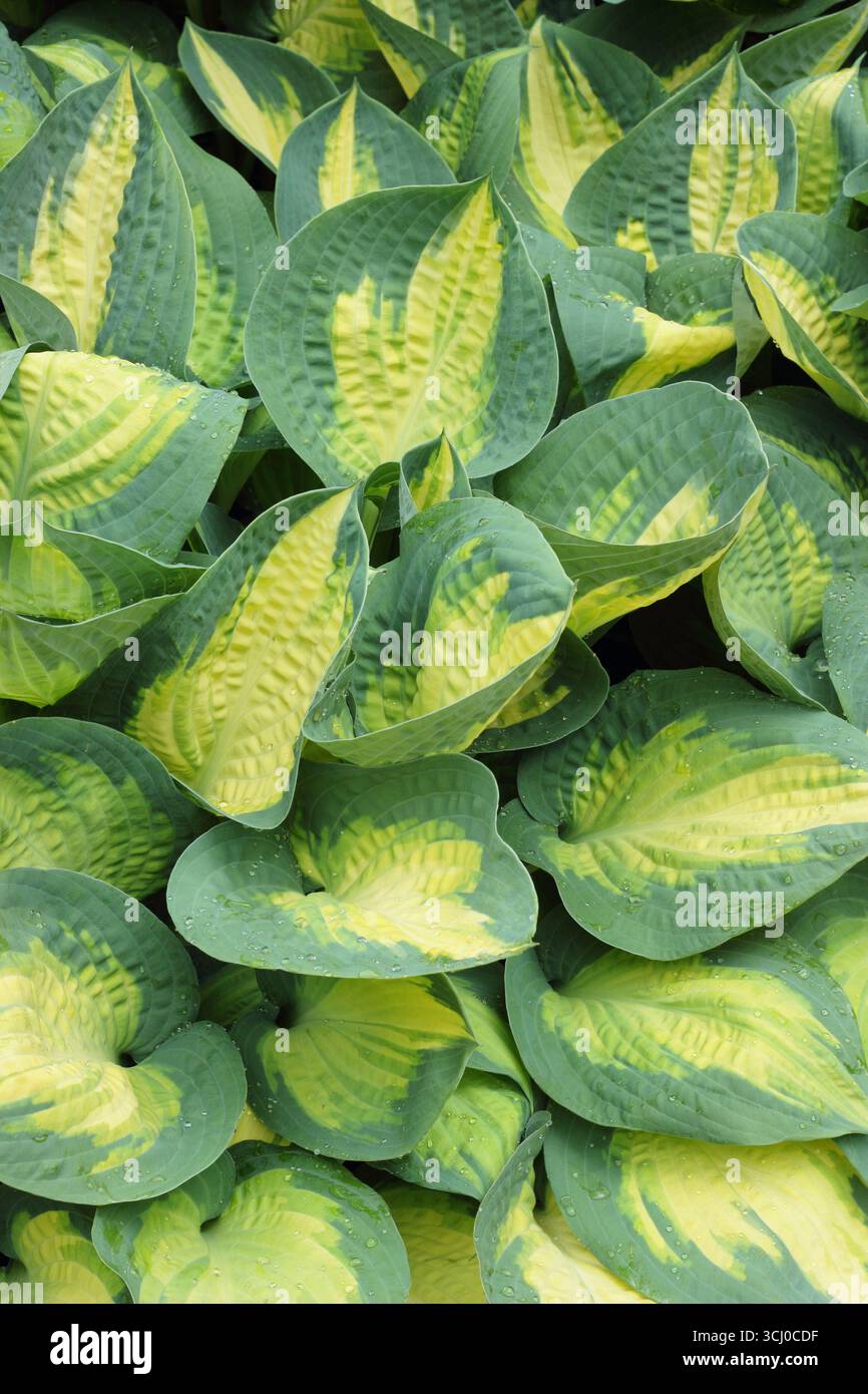 Hosta fruit interdit. Feuilles panachées frappantes avec une bande centrale de fruit Hosta Forbidden Hardy, un lis plantain. ROYAUME-UNI Banque D'Images