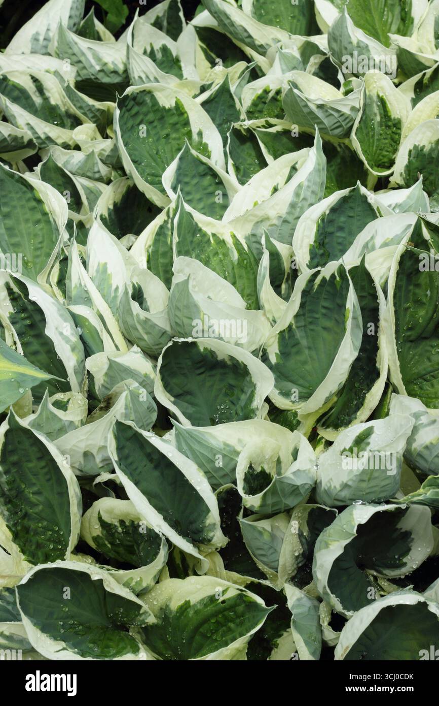 Hosta Minuteman. Feuilles frangées vertes et crème de Hosta Minuteman, un lis plantain au printemps. ROYAUME-UNI Banque D'Images