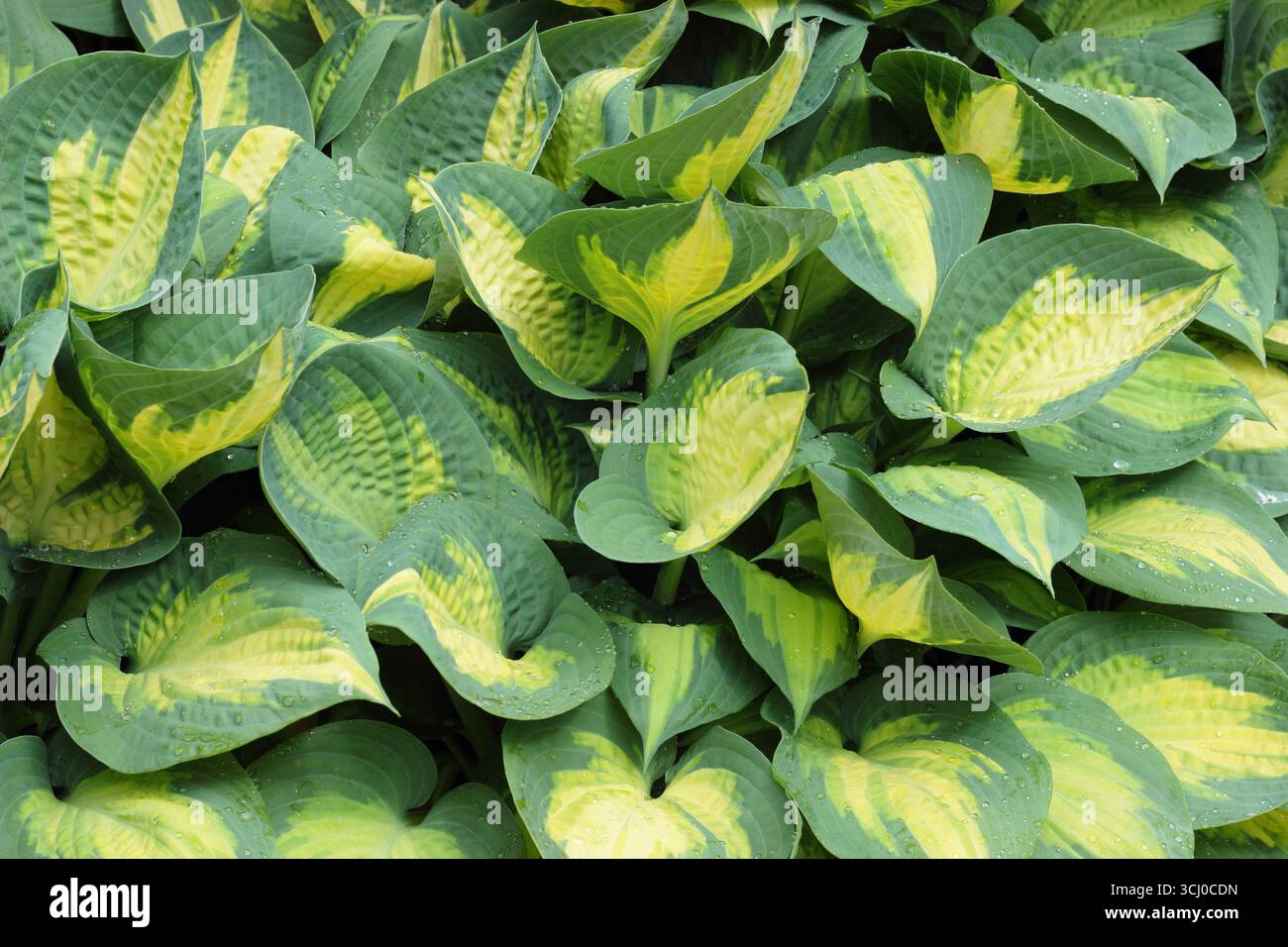 Hosta fruit interdit. Feuilles panachées frappantes avec une bande centrale de fruit Hosta Forbidden Hardy, un lis plantain. ROYAUME-UNI Banque D'Images