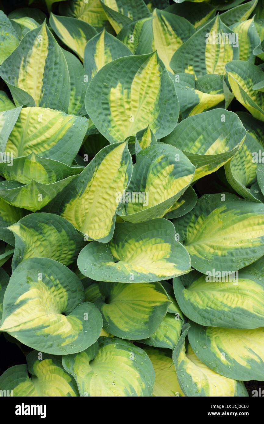 Hosta fruit interdit. Feuilles panachées frappantes avec une bande centrale de fruit Hosta Forbidden Hardy, un lis plantain. ROYAUME-UNI Banque D'Images