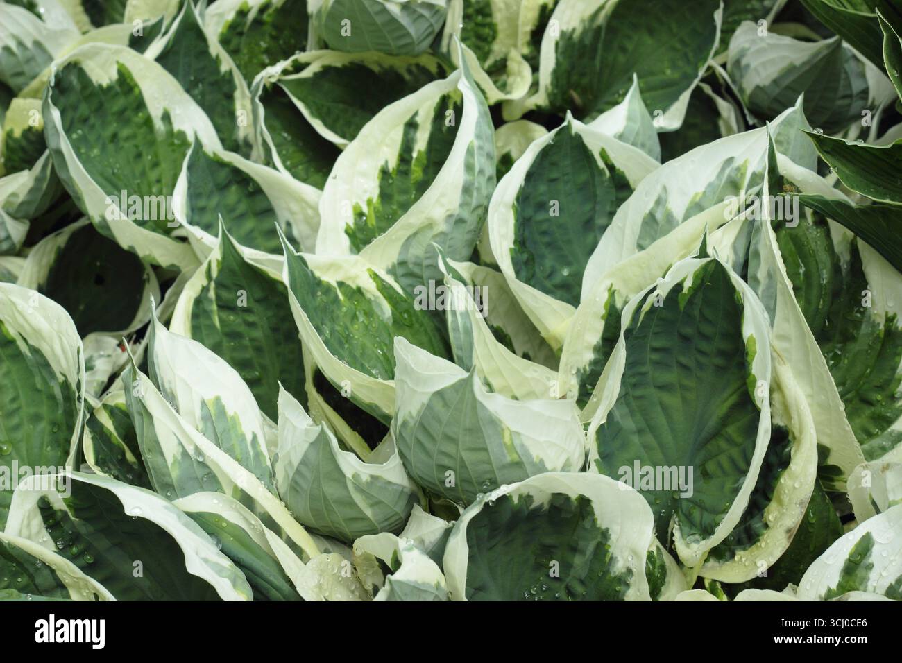 Hosta Minuteman. Feuilles frangées vertes et crème de Hosta Minuteman, un lis plantain au printemps. ROYAUME-UNI Banque D'Images
