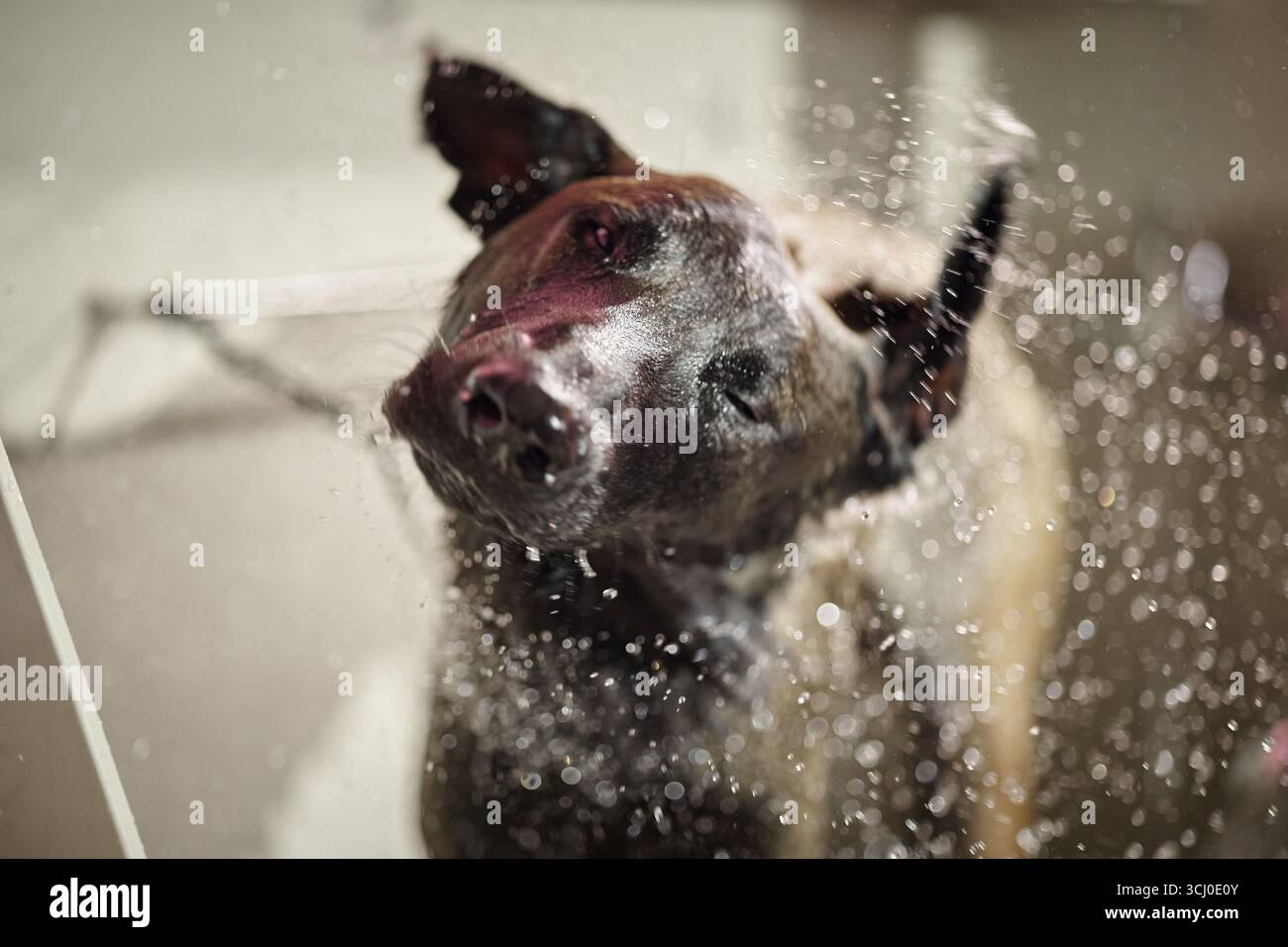 Chien malinois belge secouant la tête et pulvérisant de l'eau pendant le bain Banque D'Images