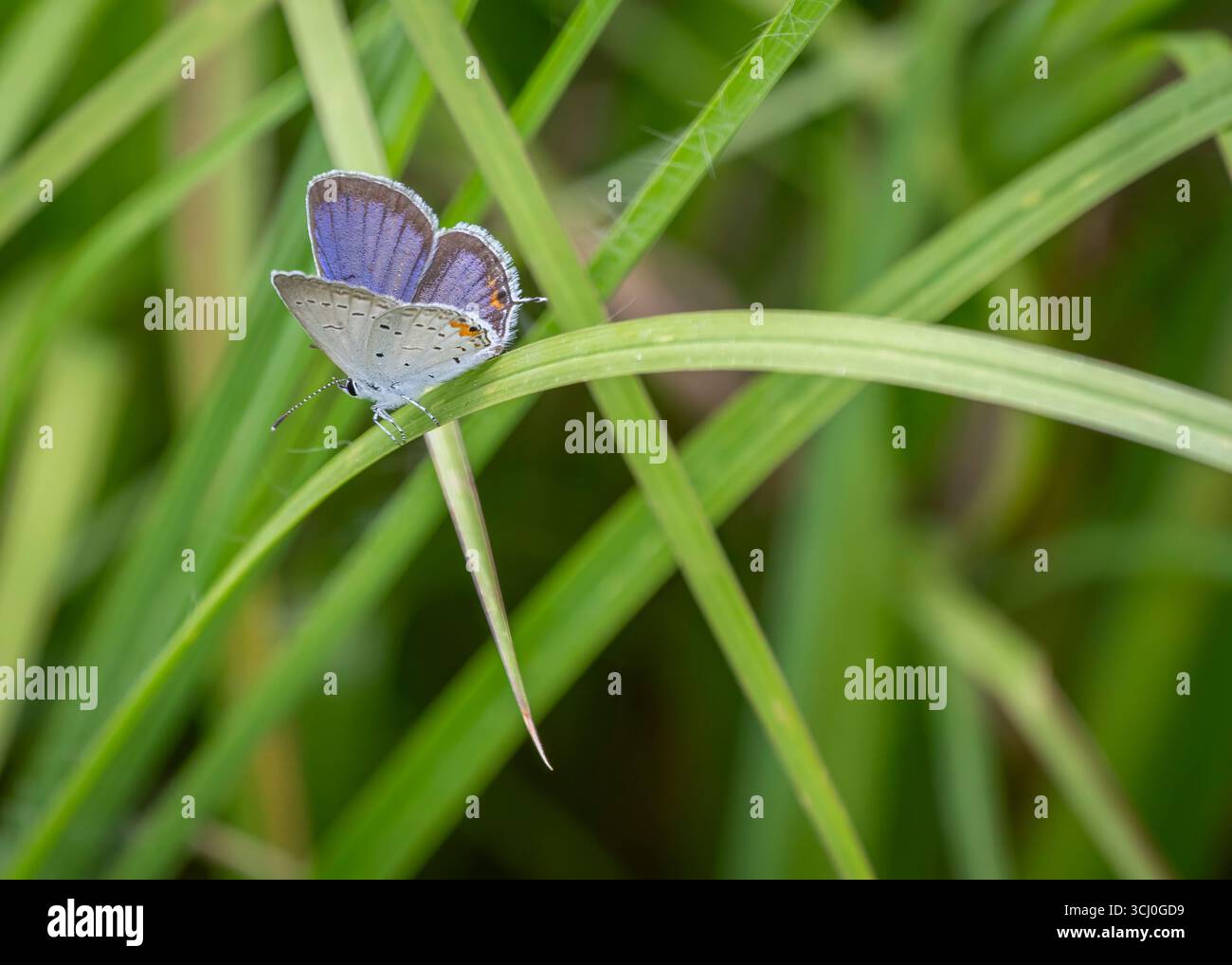 Un petit papillon bleu commun à queue orientale repose sur un brin d'herbe dans un champ de Virginie. Banque D'Images