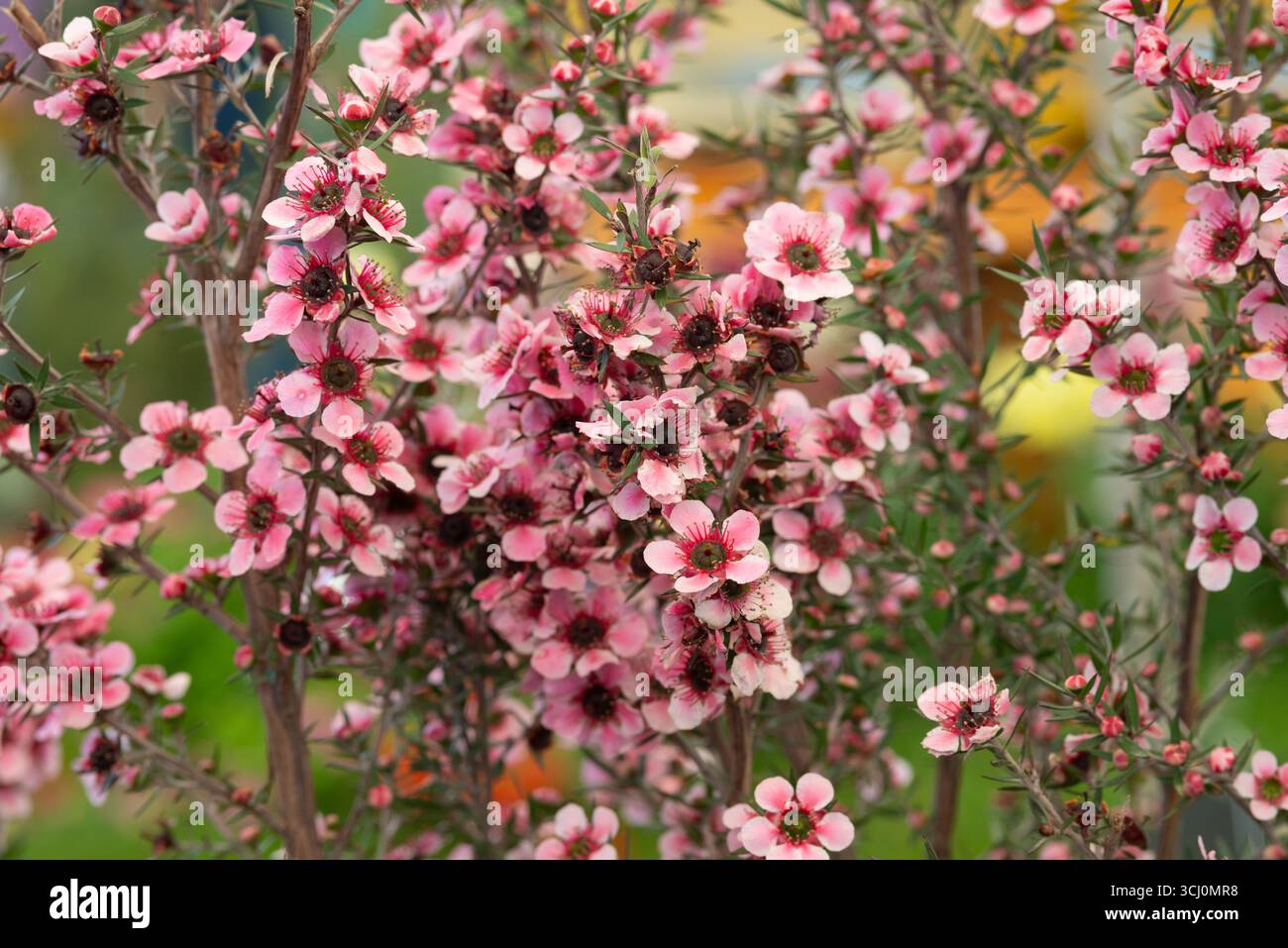 Fleurs de Manuka roses, Leptospermum Scoparium Banque D'Images