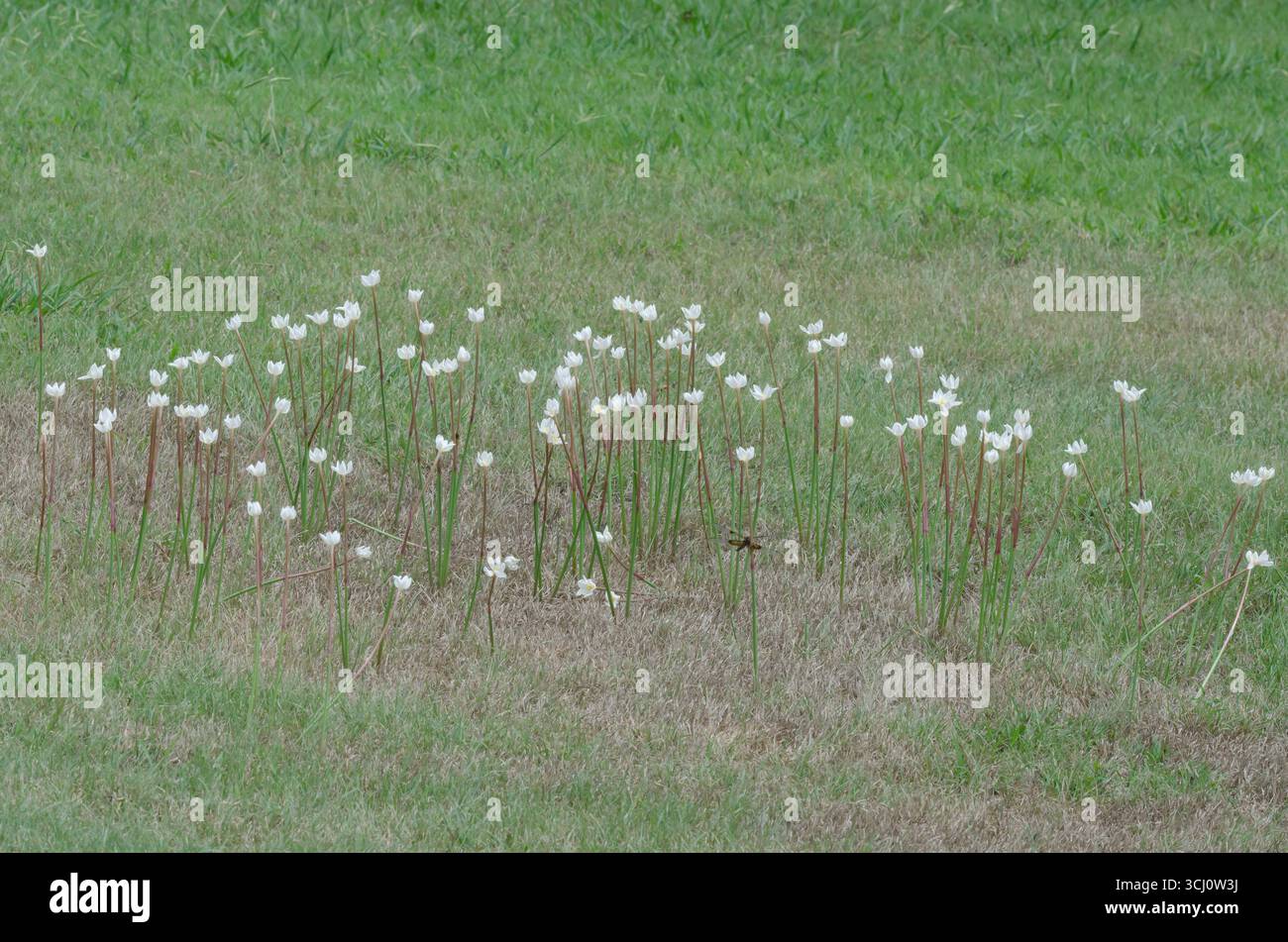 Lys de pluie, Zephyranthes chlorosolen Banque D'Images