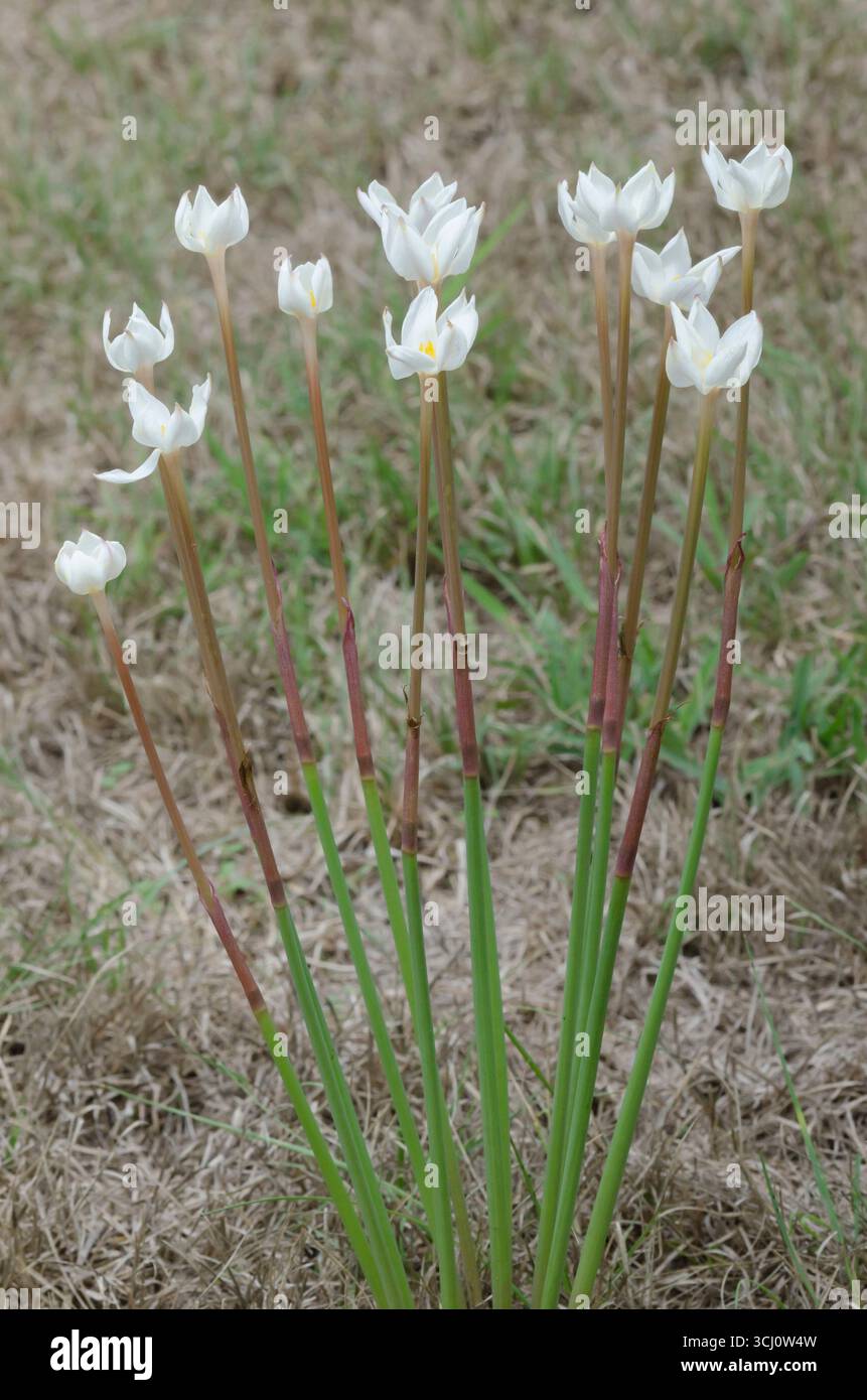 Lys de pluie, Zephyranthes chlorosolen Banque D'Images
