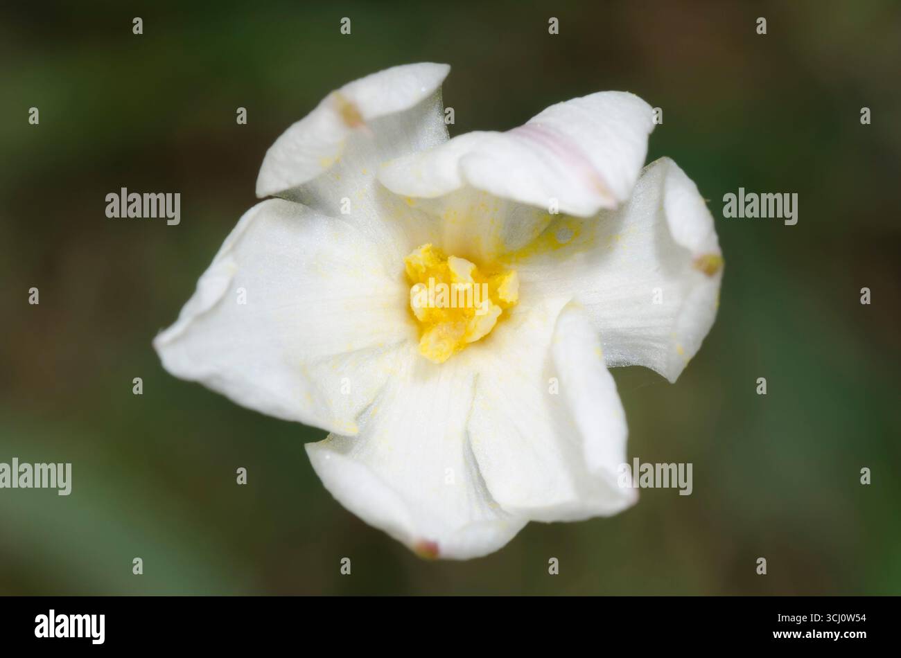Lys de pluie, Zephyranthes chlorosolen Banque D'Images
