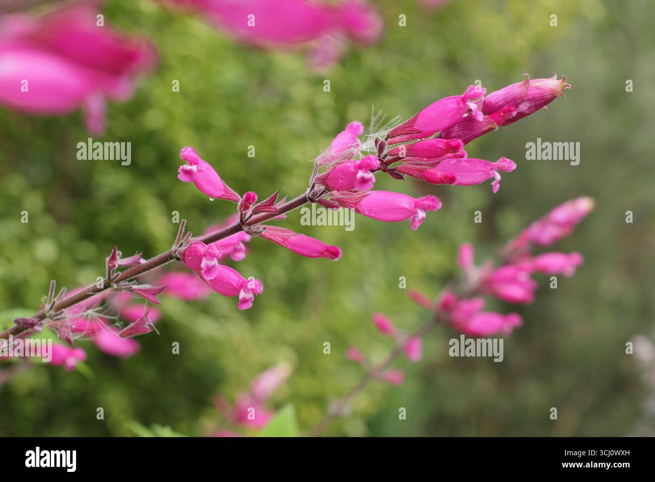 Salvia involucrata 'Hadspen'. Fleurs à lèvres rose foncé de sauge à feuilles rosées 'Hadspen', également appelée Salvia involucrata 'Mrs Pope' à la fin de l'été. ROYAUME-UNI Banque D'Images